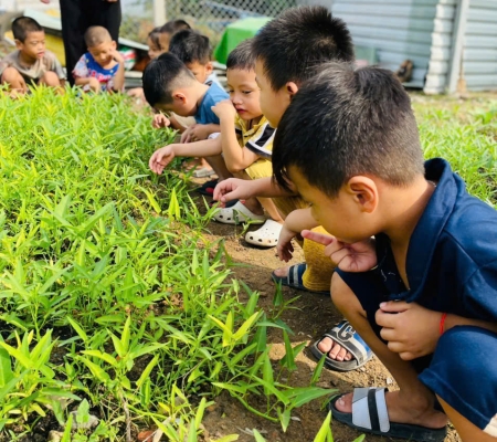 Hoạt Động Trải Nghiệm: Nhặt Rau Nấu Canh 